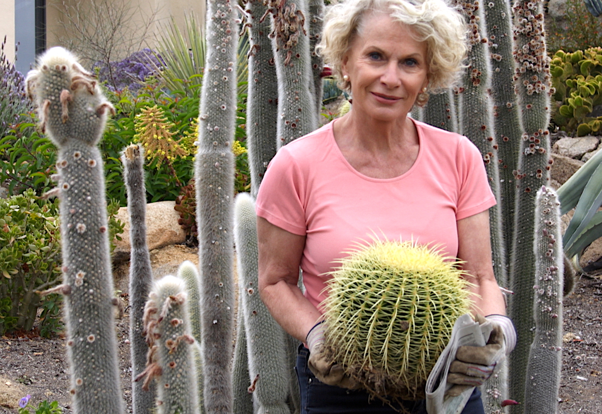 How to hold a barrel cactus
