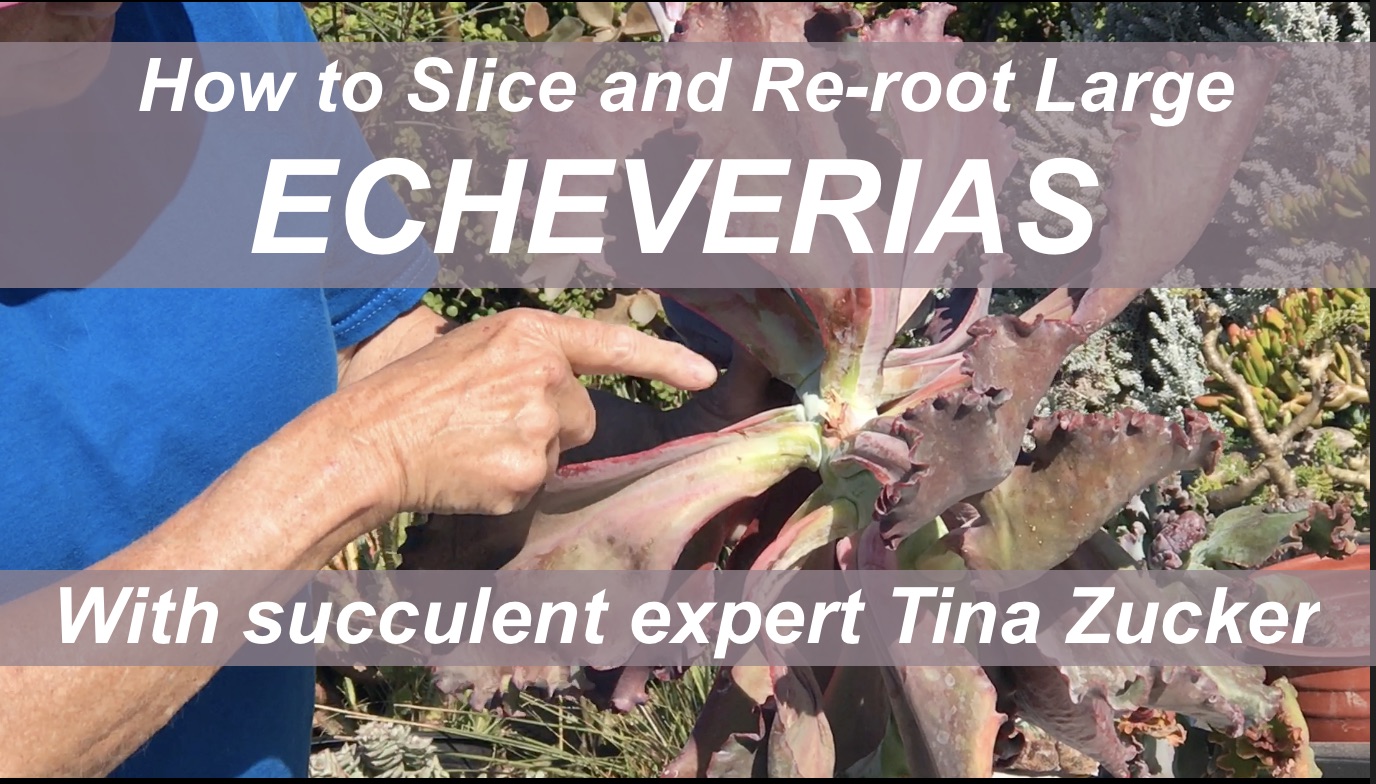 Echeveria video with Tina Zucker