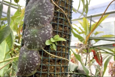 Tropical succulent with flat discs that cling to tree trunks Hoya imbricata