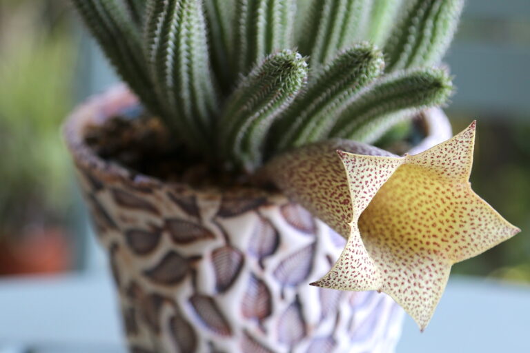 Success With Stapeliads Carrion Flowers Debra Lee Baldwin success-with-stapeliads-carrion-flowers-debra-lee-baldwin
