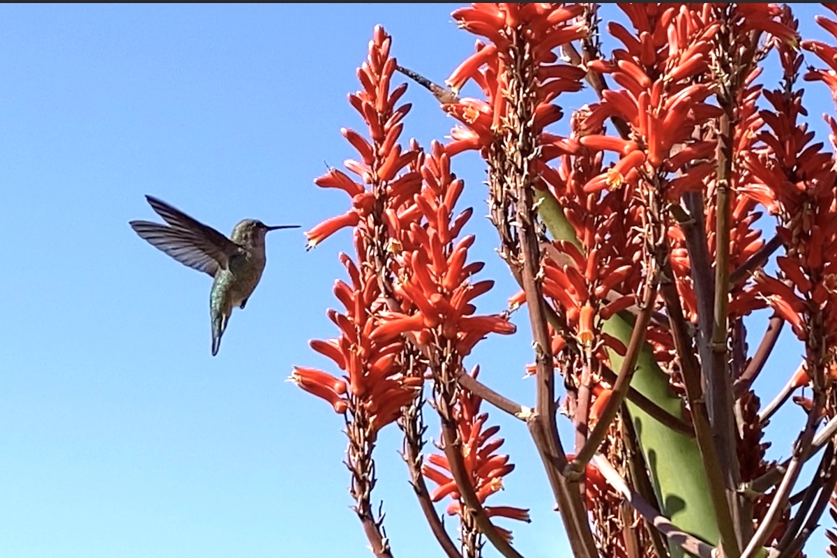 Male Anna's hummingbird gathering nectar from Aloe vaombe, Vista, CA (c) Debra Lee Baldwin