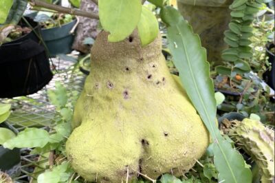 Tropical succulent that harbors ant colonies Hydnophytum formicarum