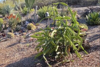 Hylocereus sp. (dragon fruit) messy green vining succulent (c) Debra Lee Baldwin