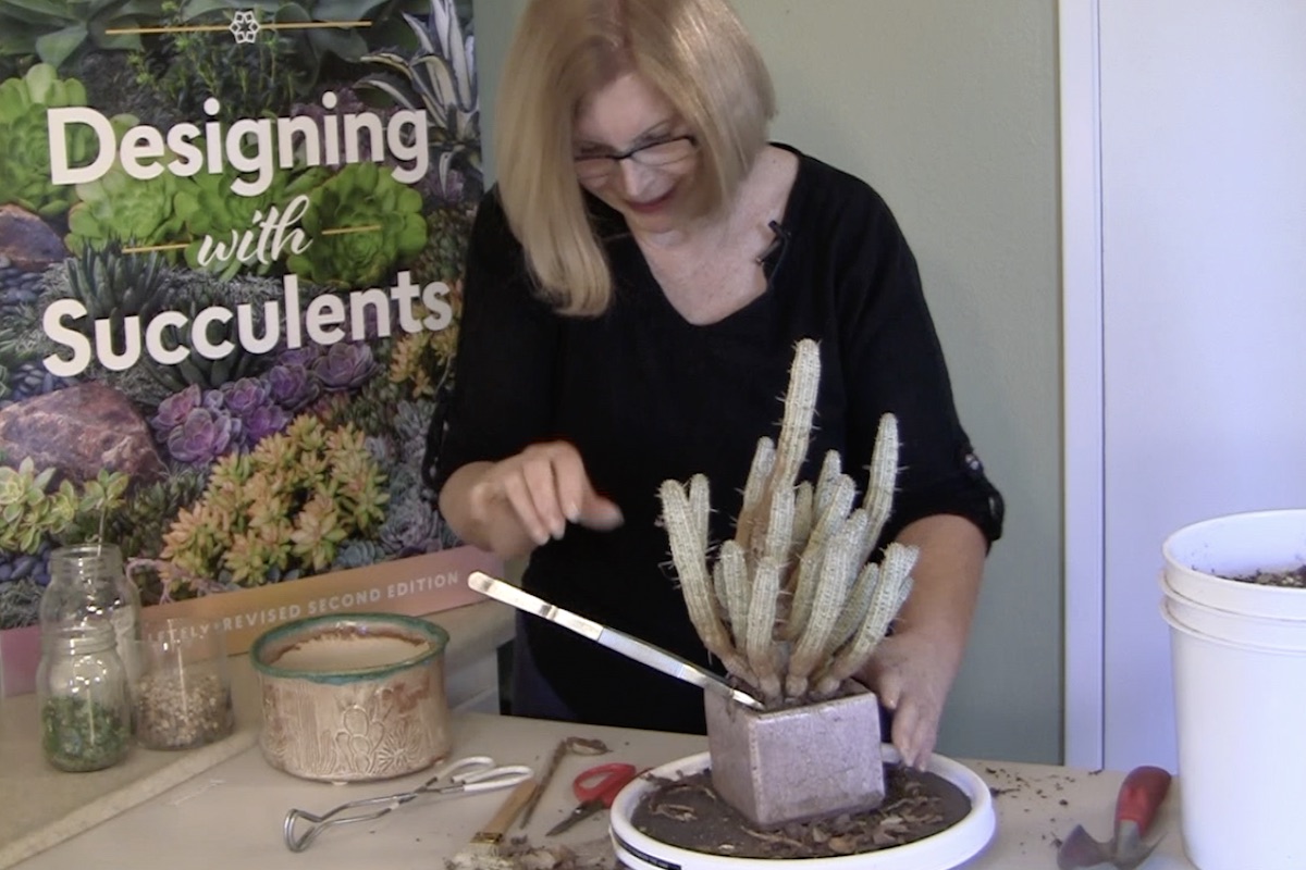 Removing a stuck, spiny succulent from pot