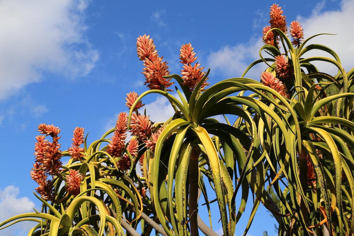 Aloe barberae in bloom (c) Debra Lee Baldwin