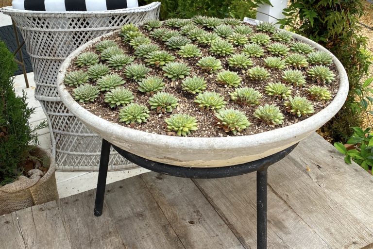 Create a 2,500 Succulent Planter for 250 Debra Lee Baldwin