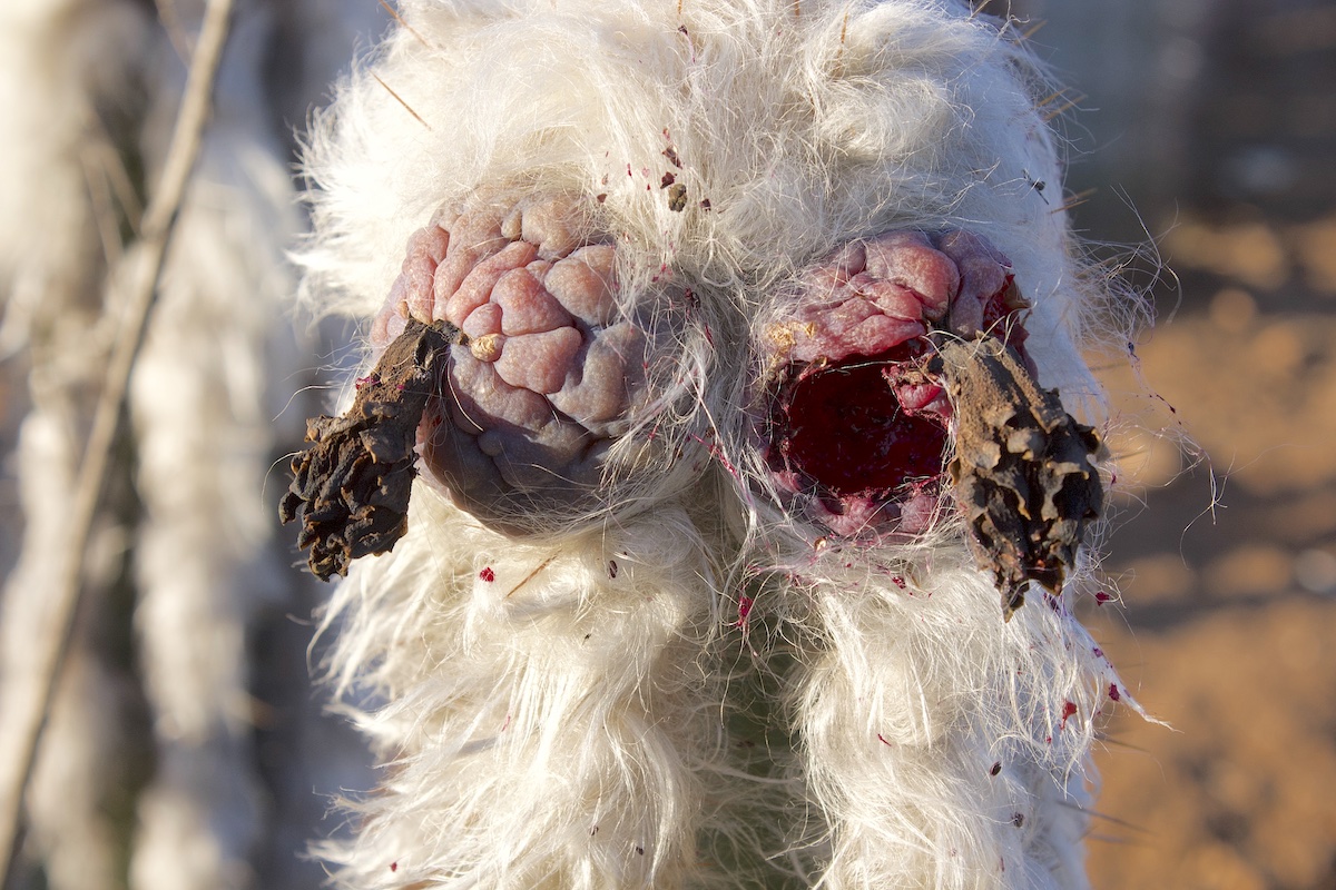 Bird-eaten fruit of a wooly cactus makes it look like a dead animal (c) Debra Lee Baldwin 