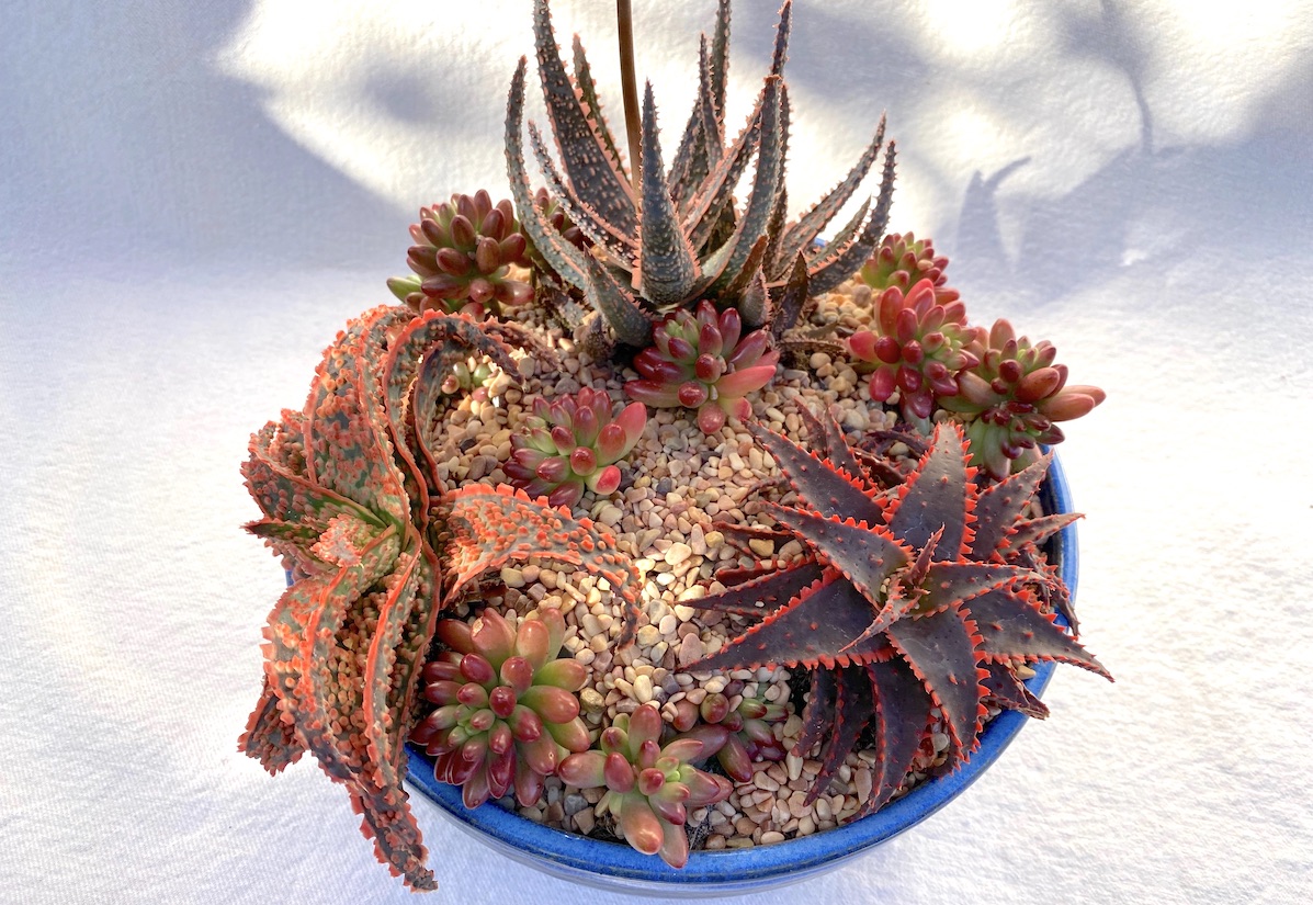 Cobalt pot with three different dwarf Aloe cultivars (c) Debra Lee Baldwin 