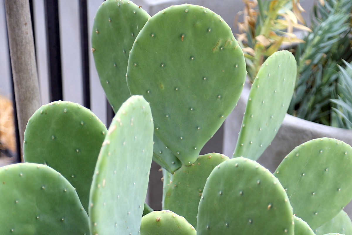 Spineless cactus (c) Debra Lee Baldwin