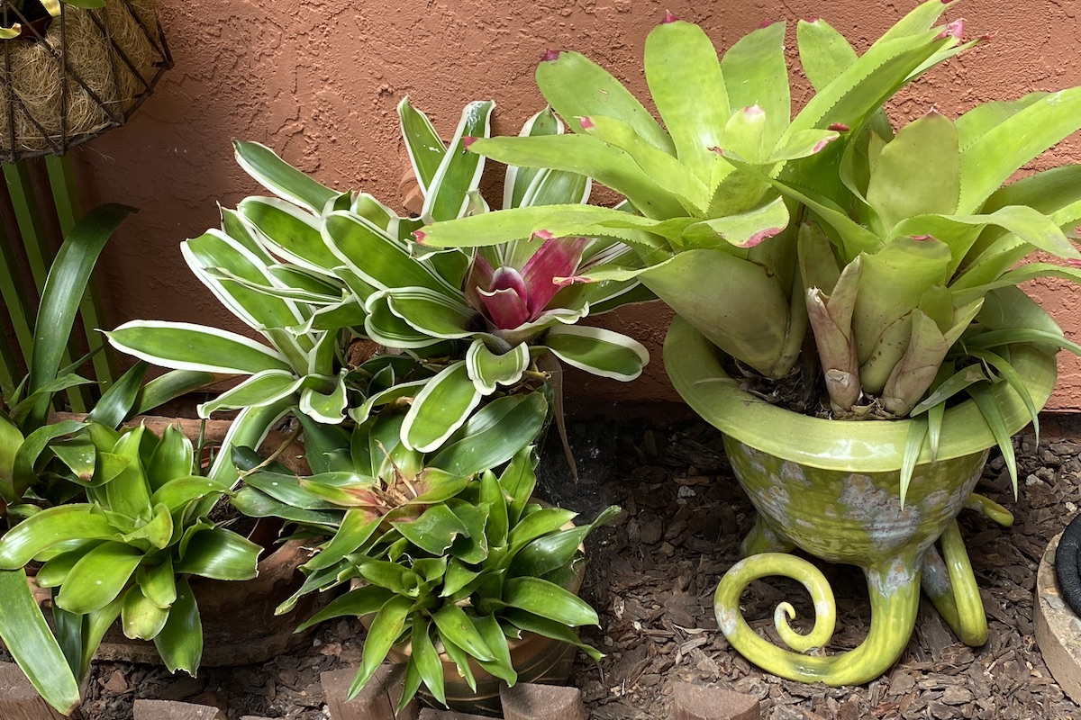 Colorful bromeliads in art pots in Wanda Mallen's garden (c) Debra Lee Baldwin 