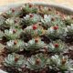 Succulents in a grid w holiday balls (c) Debra Lee Baldwin