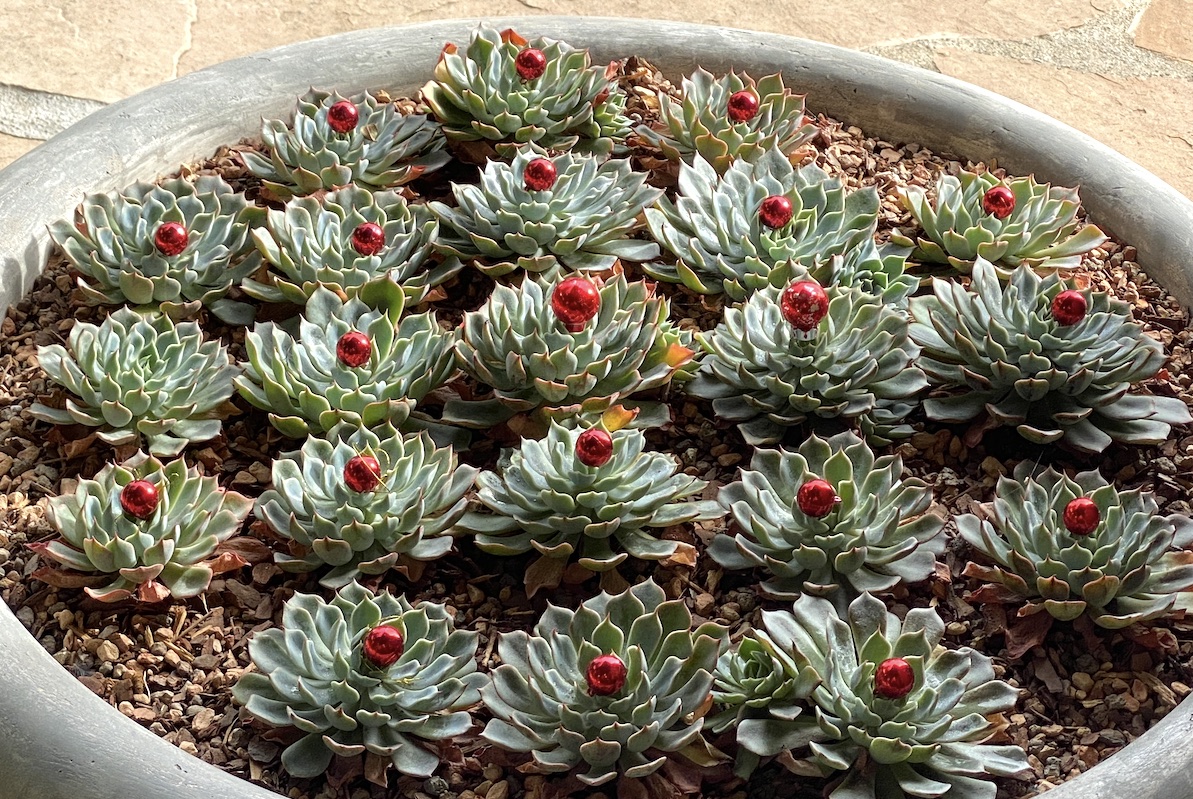 Succulents in a grid w holiday balls (c) Debra Lee Baldwin