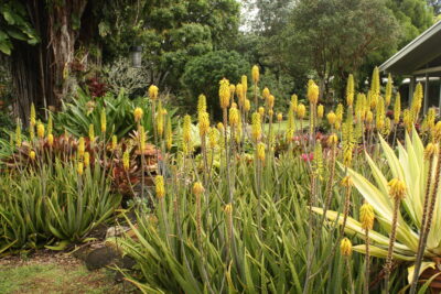 Aloe vera in Hawaii garden (c) Debra Lee Baldwin 