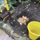 Horticulturist's compost pile (c) Debra Lee Baldwin