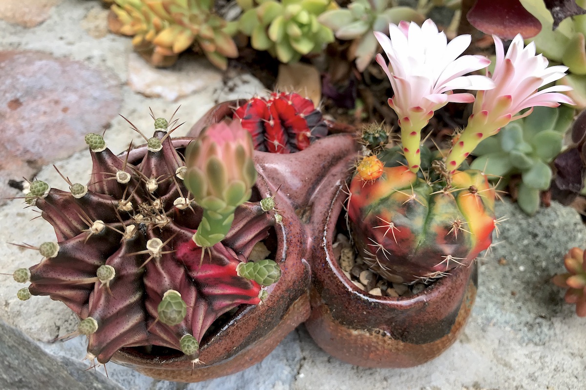 Gymnocalyciums from Thailand