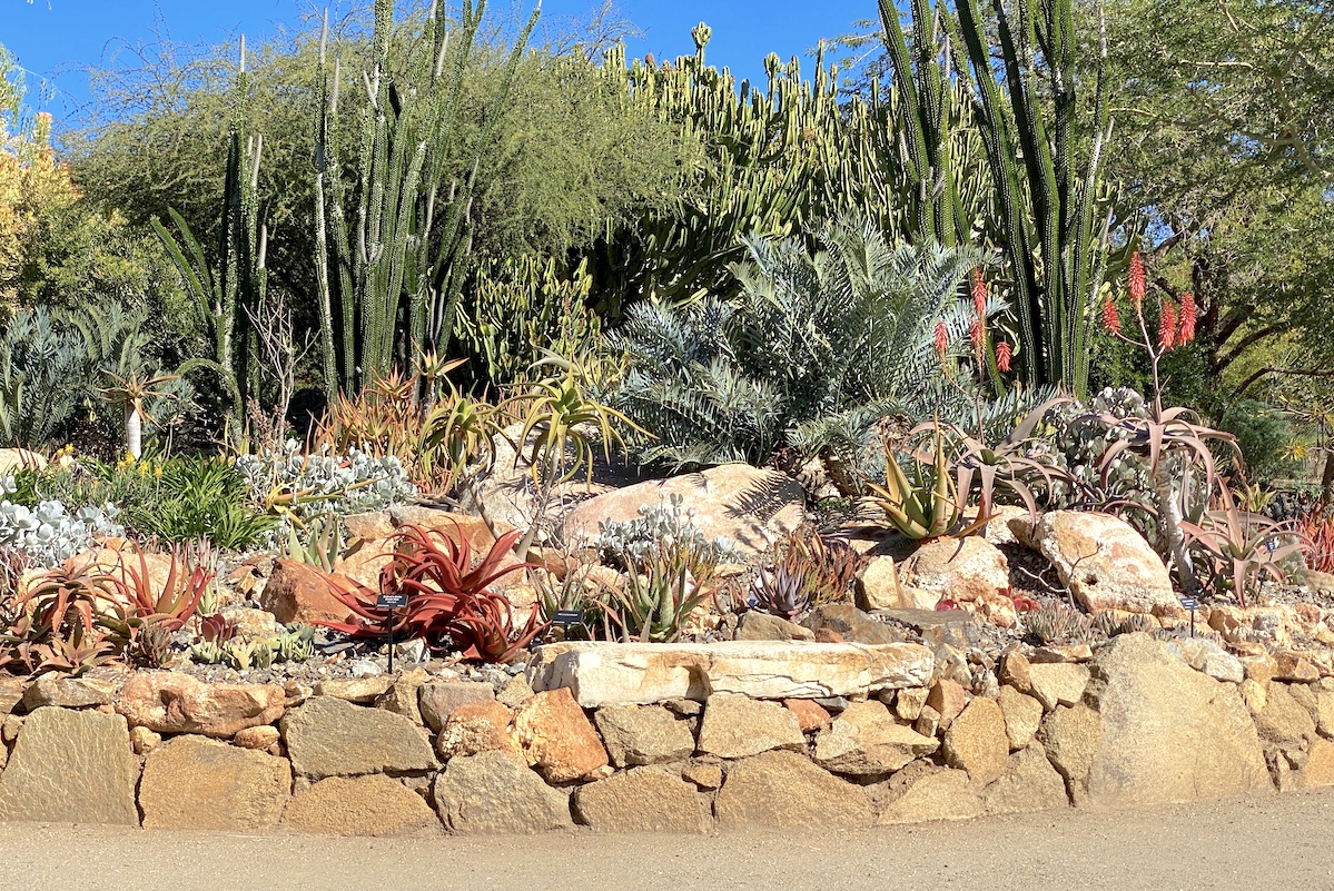 Garden of South African plants in California (c) Debra Lee Baldwin