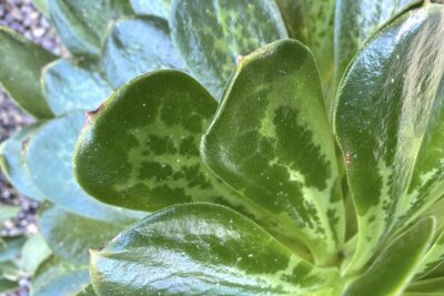 Aeonium after frost