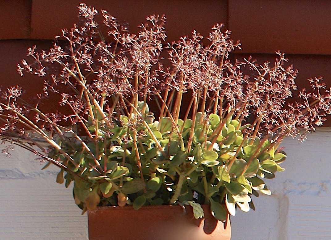 Crassula multicava succulent plant 6cm Fairy Crassula 
