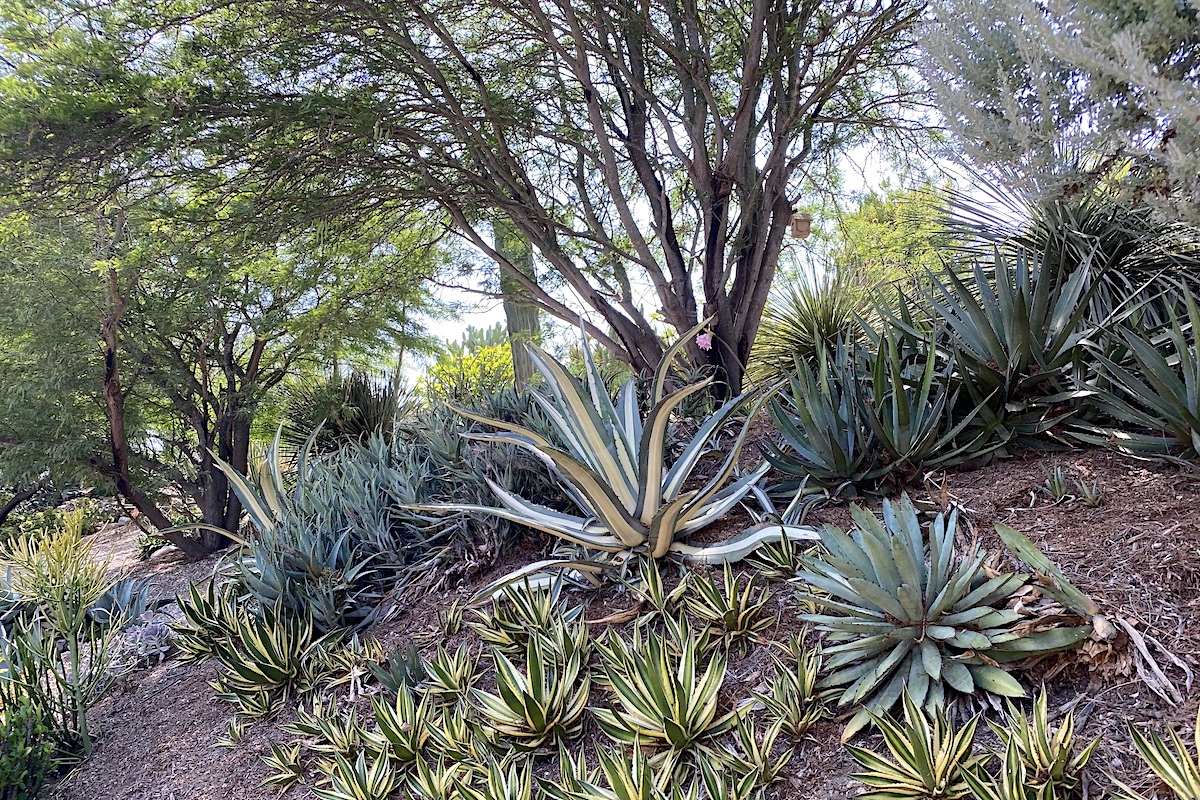 Steep slope with lacy trees shade succulent garden and agaves (c) Debra Lee Baldwin 