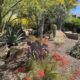 Arizona succulent color garden