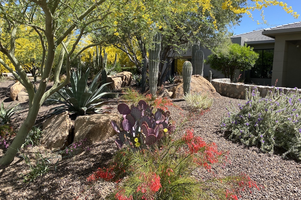 Arizona succulent color garden