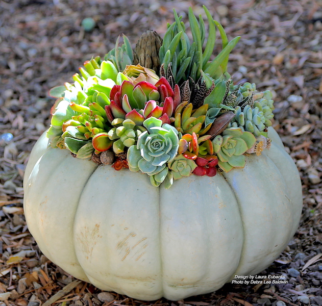 Succulent topped pumpkin