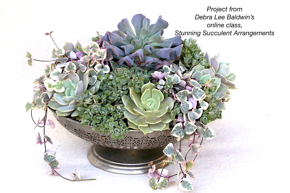 Succulents in Berry Bowl from Debra's online class