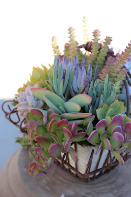 Floral style succulent arrangement (c) Debra Lee Baldwin