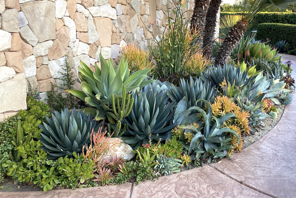 Succulent what-not-to-do: Pack a small garden space with agaves that'll get huge (c) Debra Lee Baldwin 