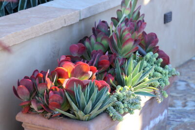 Kalanchoe luciae with agaves and sedums in large pot (c) Debra Lee Baldwin