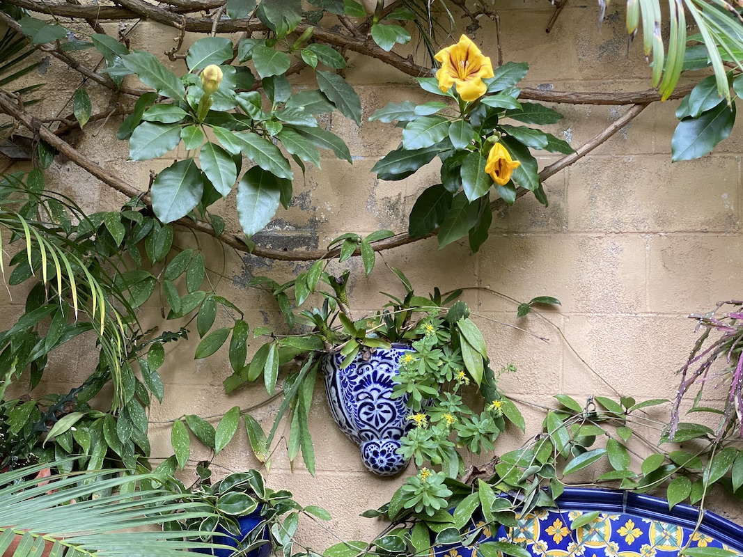 Jim Bishop's cup of gold vine in the casita
