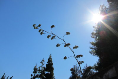 Agave flower spike in the wind (c) Debra Lee Baldwin