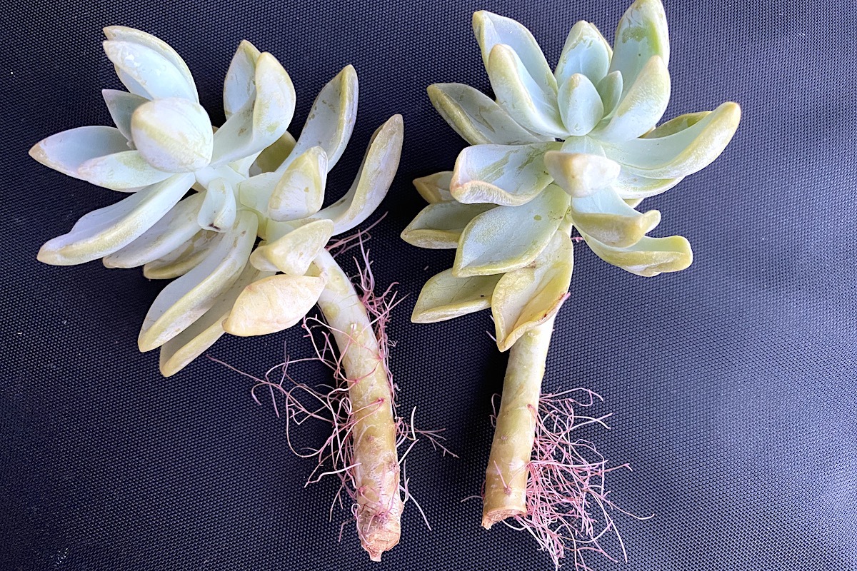 Graptopetalum cuttings with aerial roots (c) Debra Lee Baldwin 