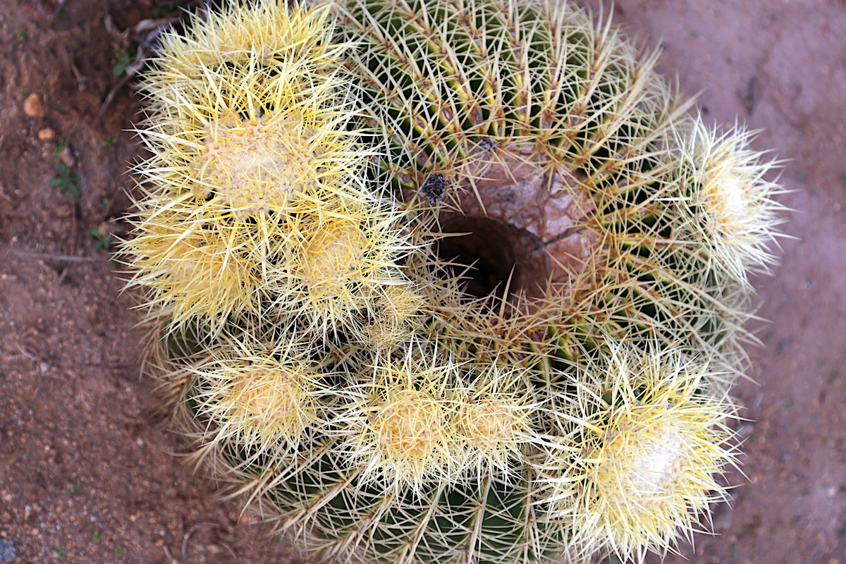 Gopher-eaten barrel cactus with offsets
