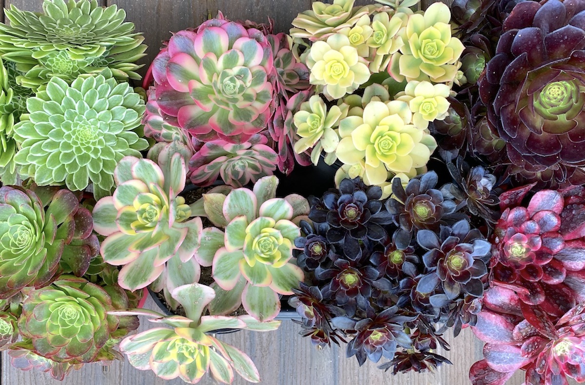 Colorful pinwheel succulents, Aeonium carnival cultivars (c) Debra Lee Baldwin