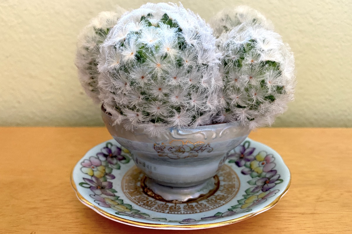 Mammillaria plumosa in teacup