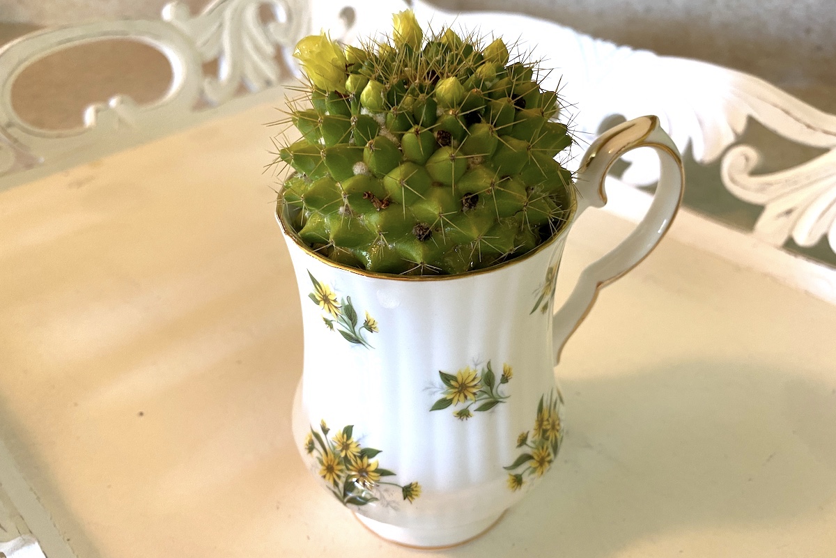 Mammillaria in mug