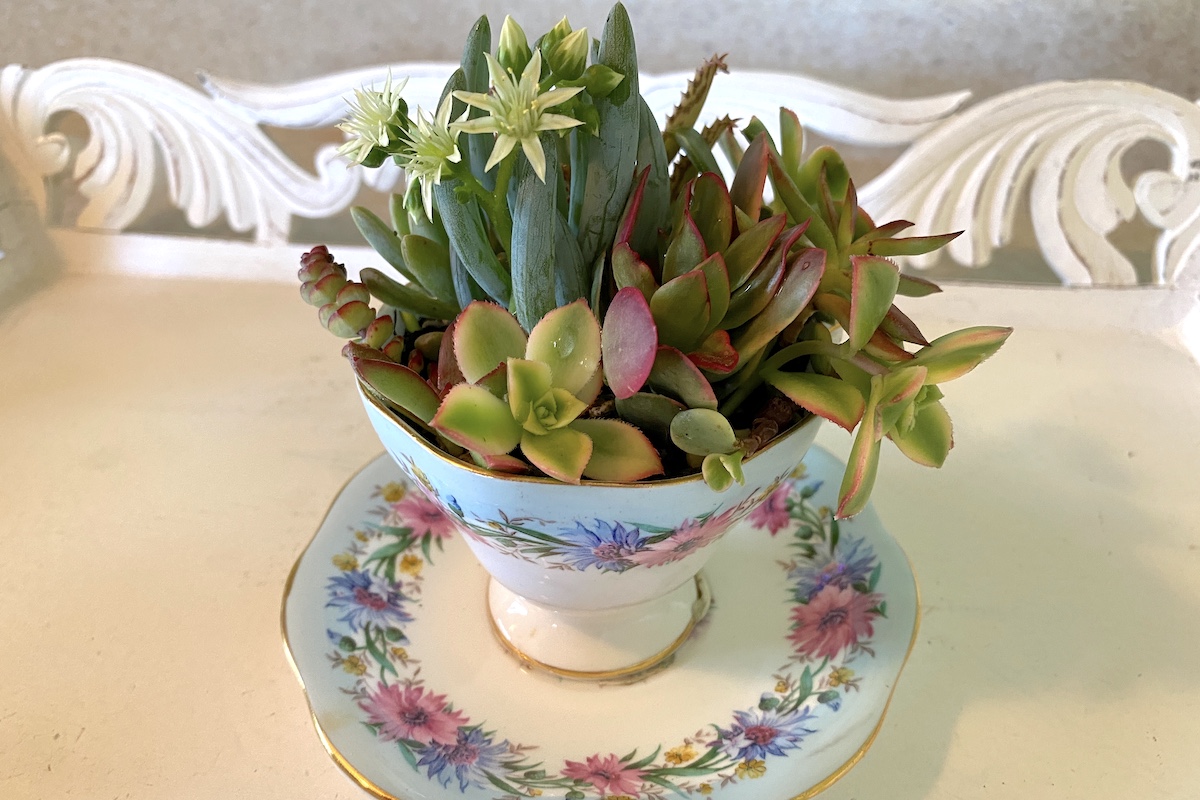 Ceramic Floral Tea Cup Indoor/Outdoor Planter with Saucer - Pink