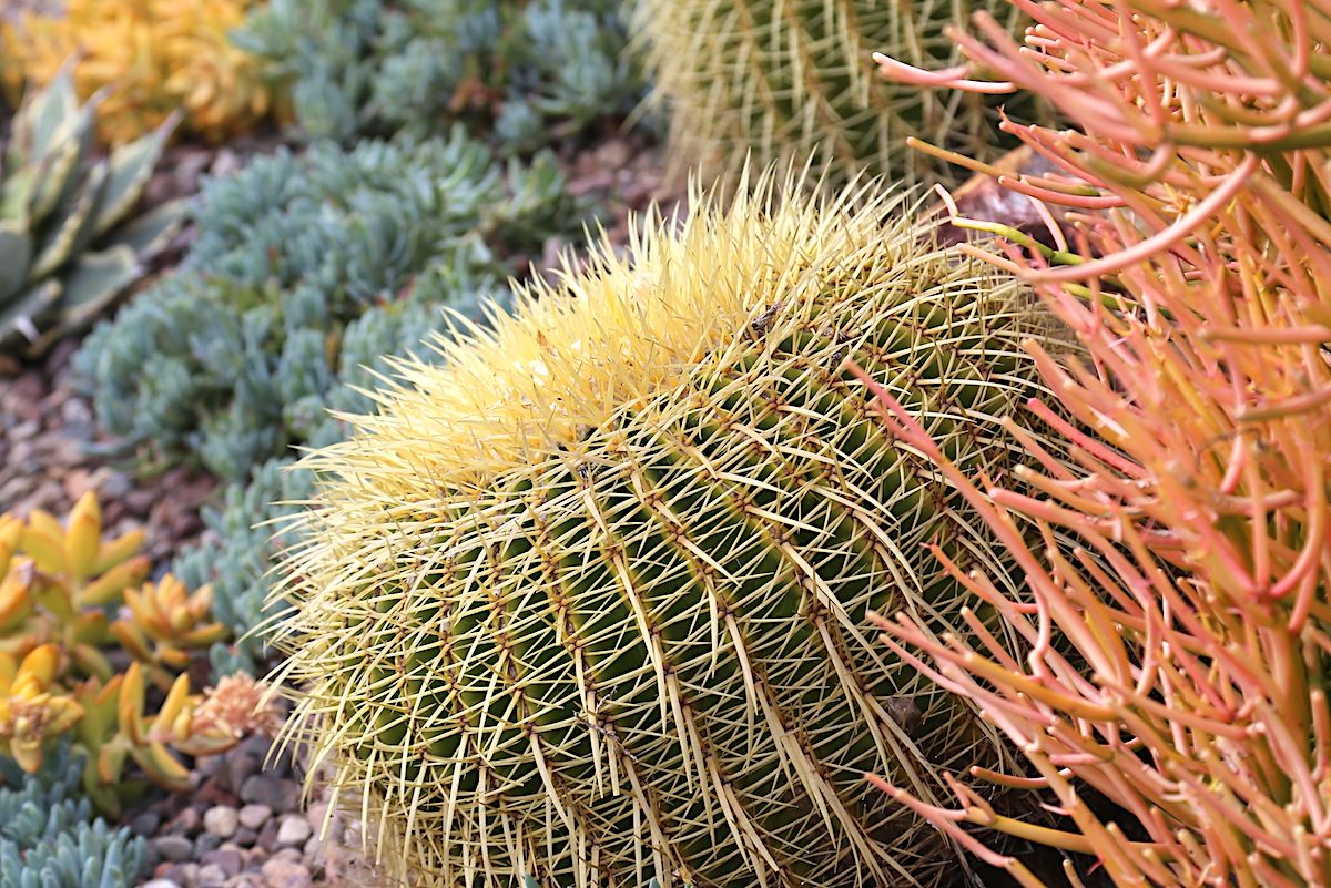 Fishhook Barrel Cactus, Unique Cactus Beauty