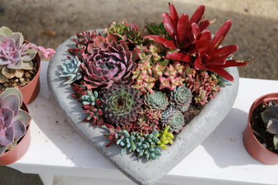 Floral style succulent arrangement in heart pot (c) Debra Lee Baldwin