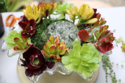 Floral style succulent arrangement with floral frog (c) Debra Lee Baldwin