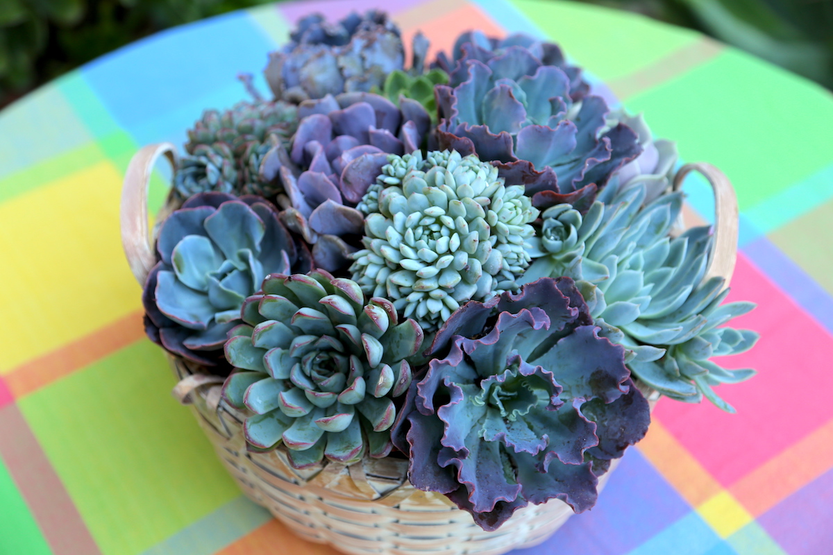 Floral style succulent gift basket of echeverias (c) Debra Lee Baldwin