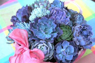 Floral style succulent gift basket of echeverias (c) Debra Lee Baldwin