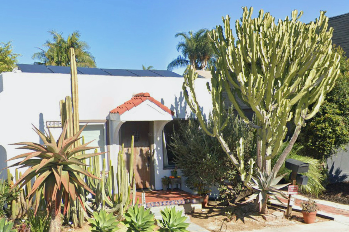 Euphorbia ammak 'Variegata' in San Diego