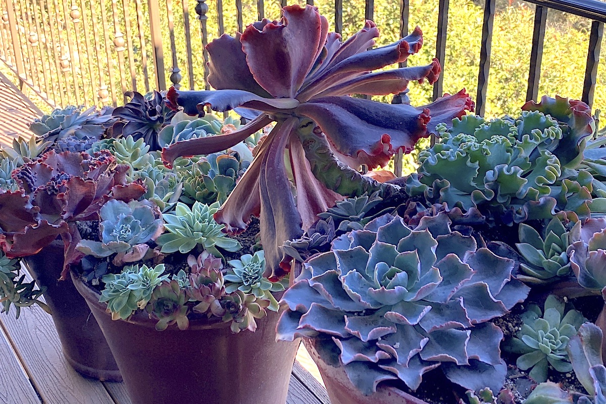 Echeveria garden in pots (c) Debra Lee Baldwin