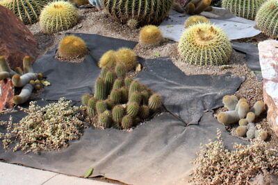 Weed fabric in cactus garden (c) Debra Lee Baldwin