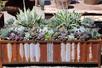 Floral style succulent arrangement in metal trough (c) Debra Lee Baldwin