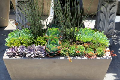 Floral style succulent arrangement in trough (c) Debra Lee Baldwin