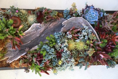 Floral style succulent wall display with driftwood (c) Debra Lee Baldwin