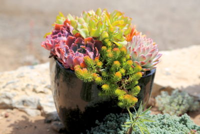 Floral style succulent arrangement (c) Debra Lee Baldwin